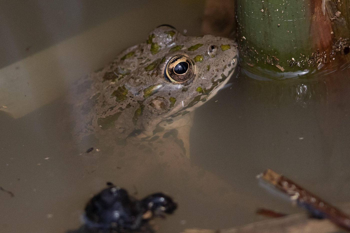 Levantijnse meerkikker © Jan Heip