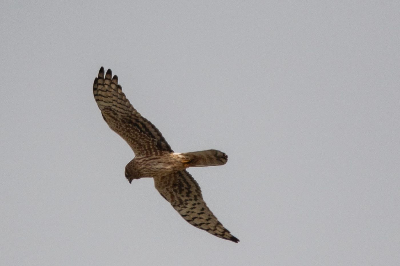 Vrouwtje grauwe kiekendief © Jan Heip