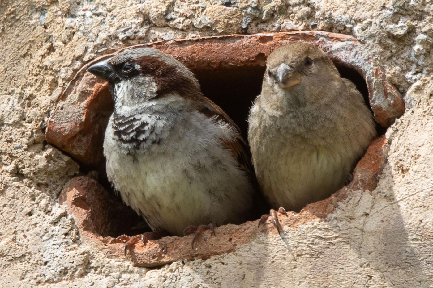 Een koppel huismussen in een nis in de muur van het klooster. © Jan Heip