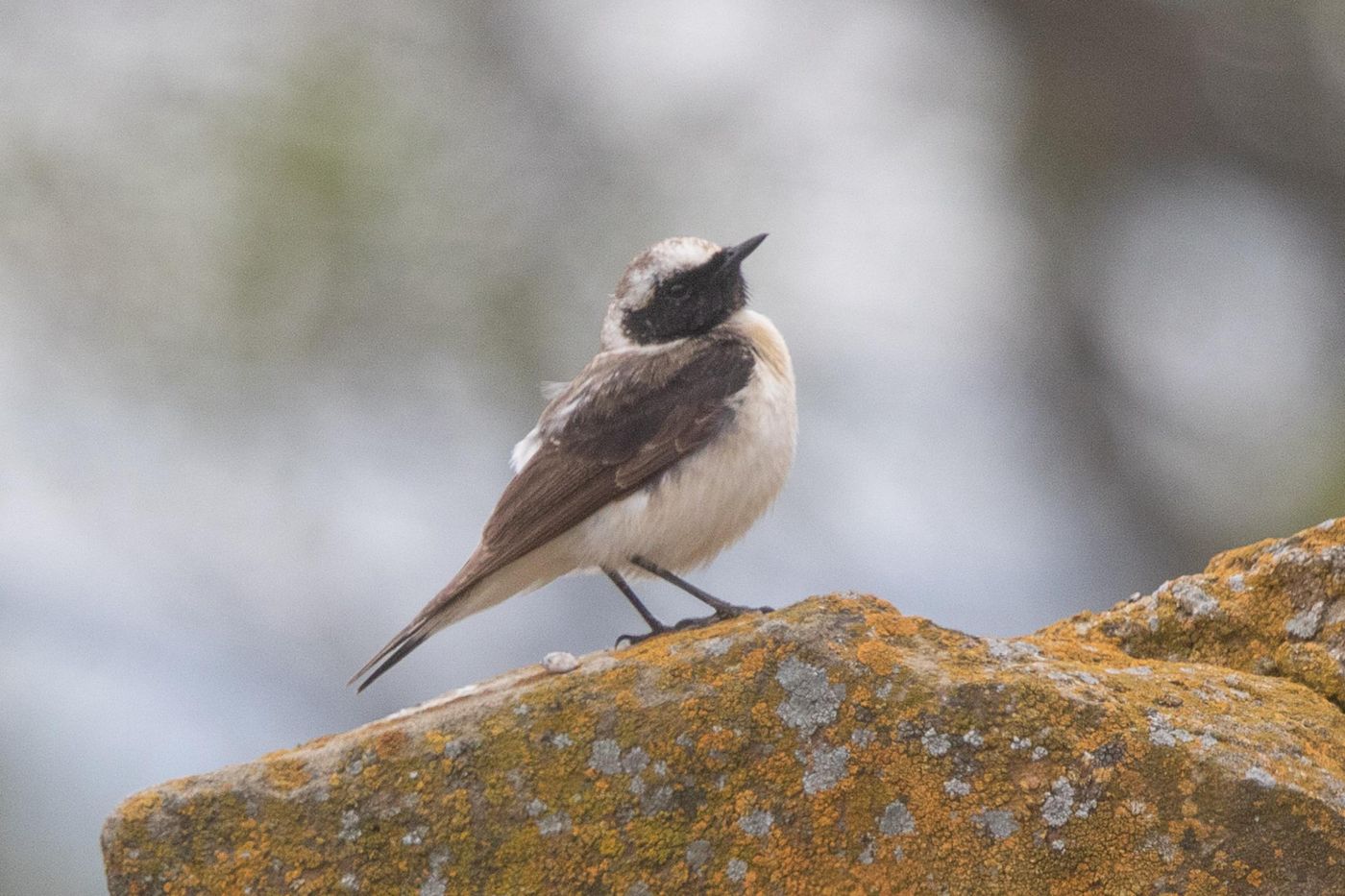 Bonte tapuit of een hybride tussen een oostelijke blonde tapuit en een bonte tapuit. © Jan Heip
