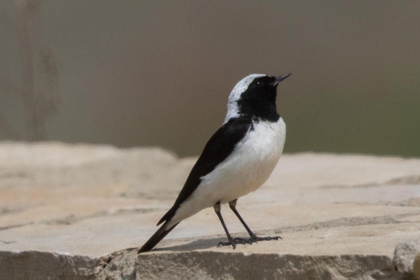 Oostelijke blonde tapuit © Jan Heip