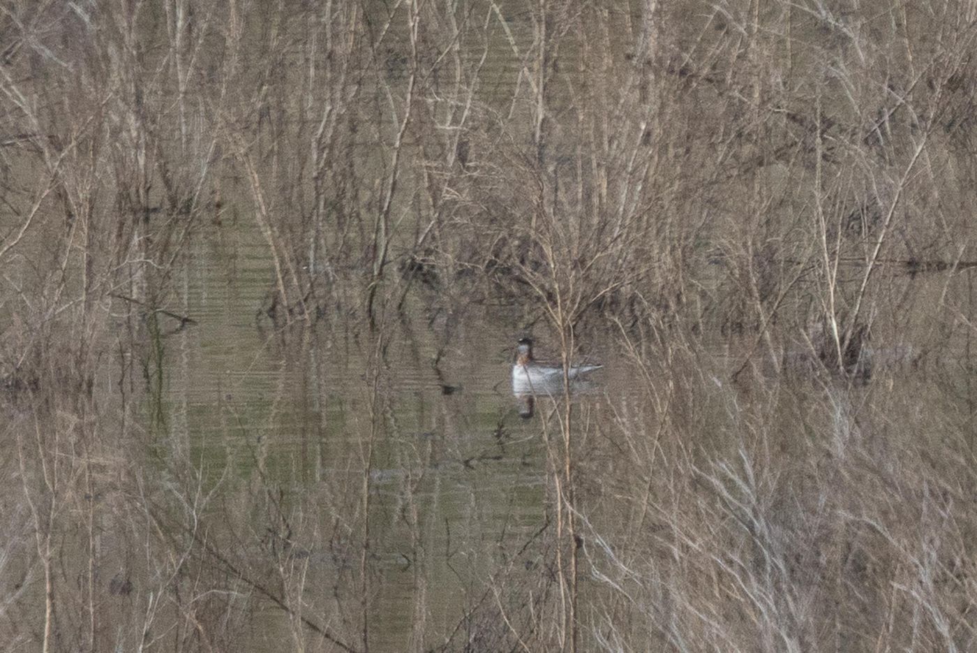 Grauwe franjepoot (mogelijk een wijfje in overgang naar broedkleed). © Jan Heip