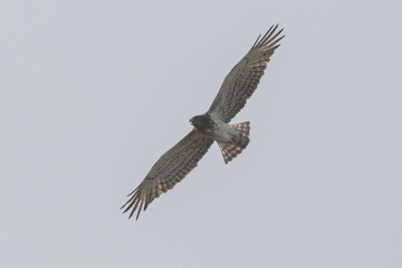 Slangenarend © Jan Heip