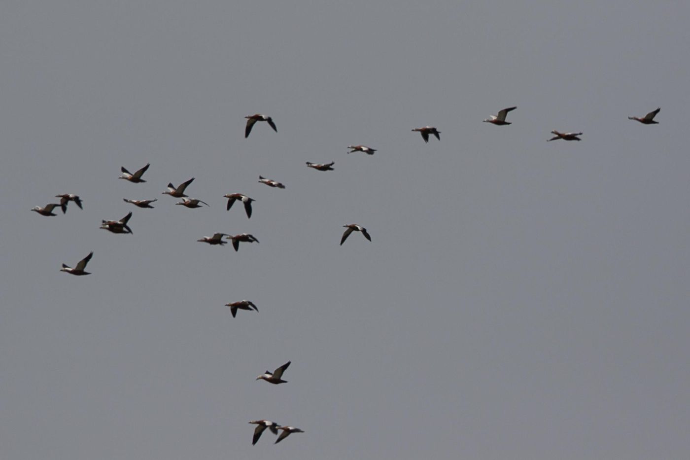 Een groep van 25 casarca’s. © Jan Heip