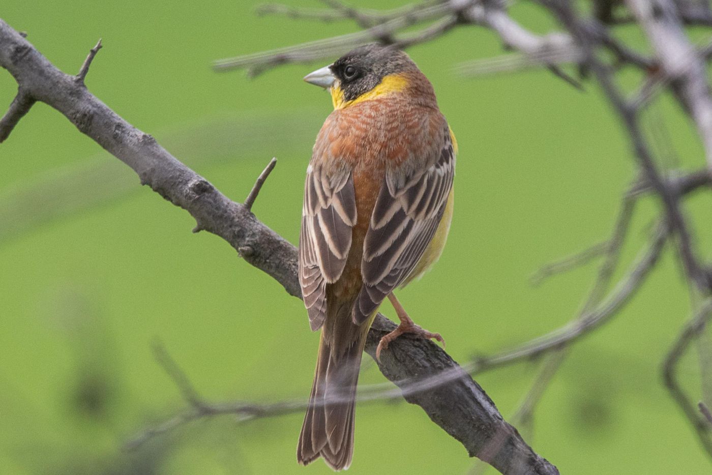 Zwartkopgors man © Jan Heip