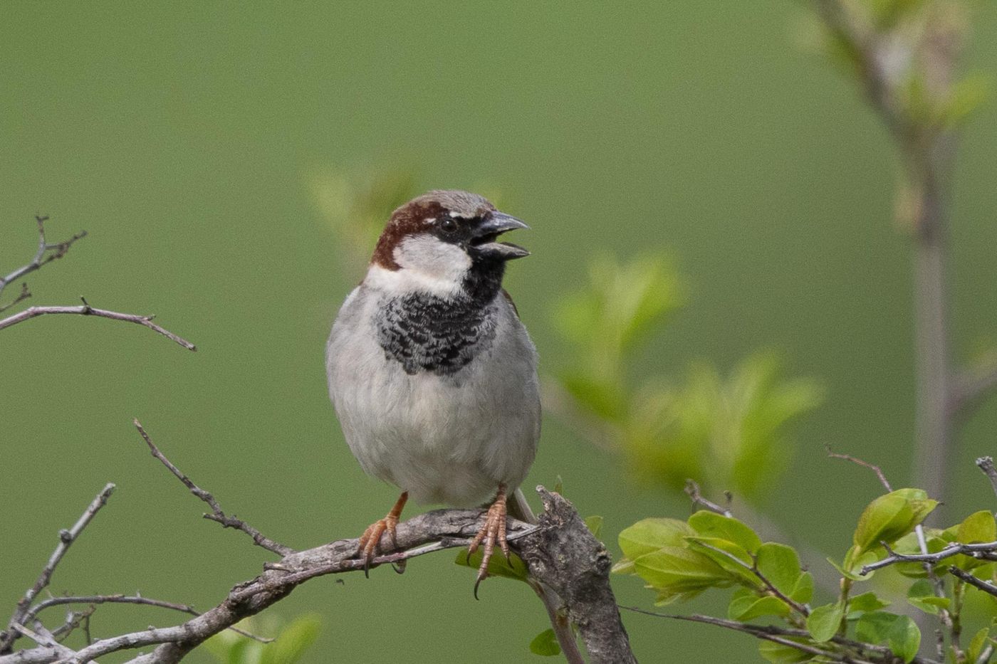 Huismus (mannetje) © Jan Heip