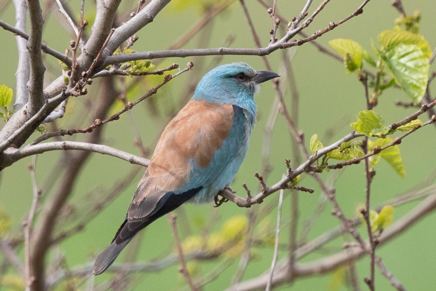 Scharrelaar © Jan Heip