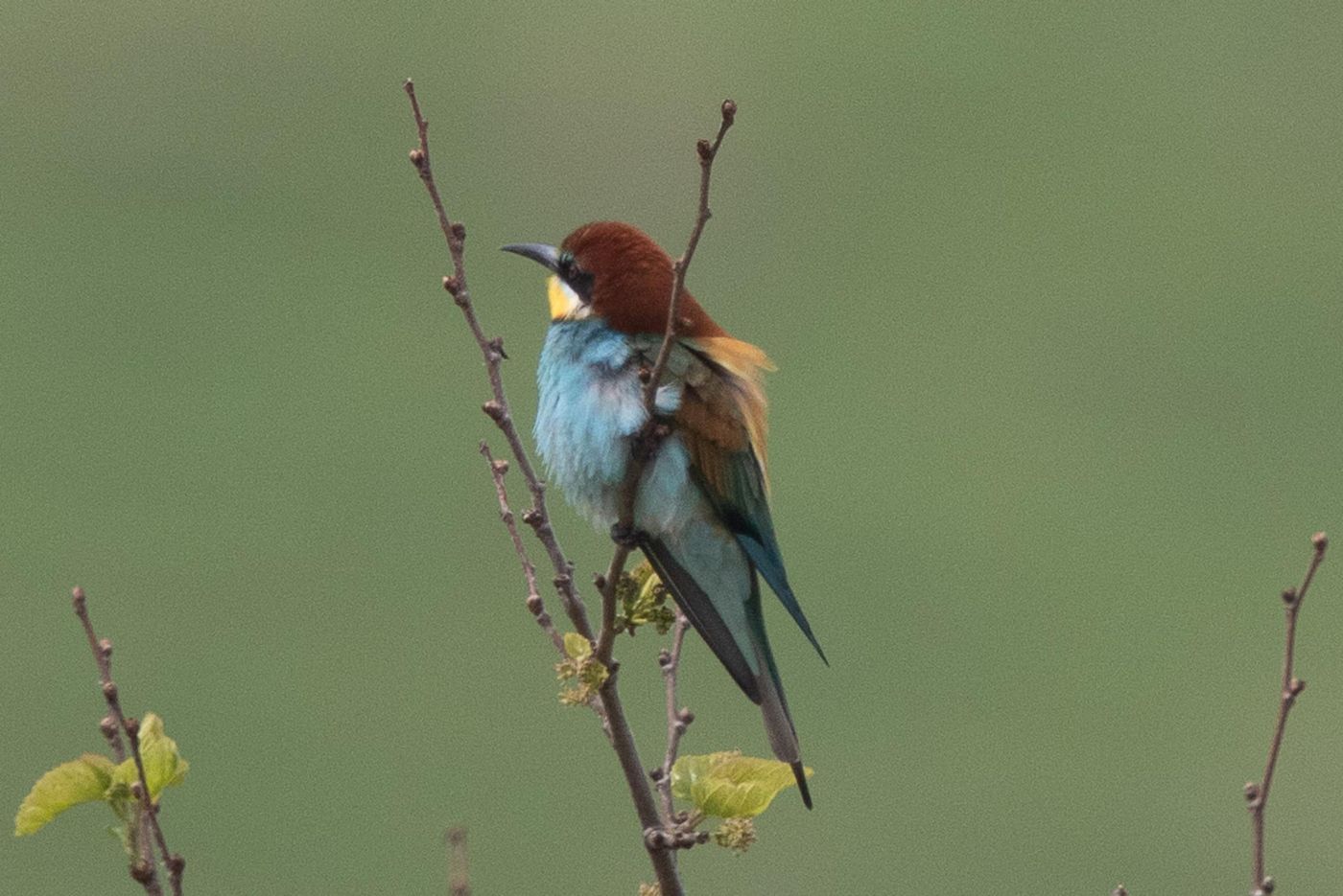 Bijeneter © Jan Heip
