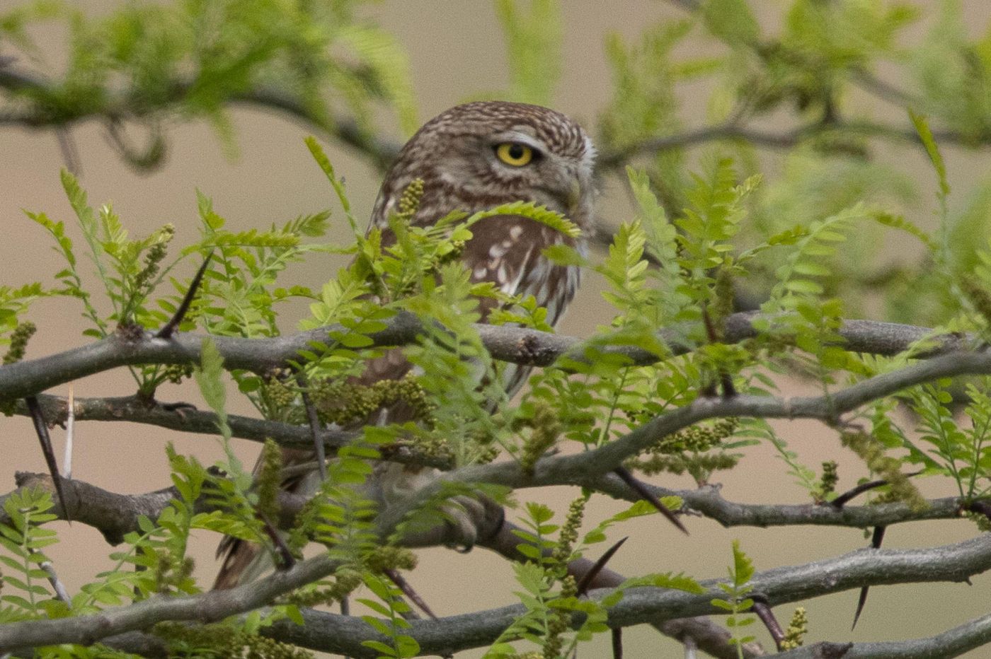 Steenuil © Jan Heip