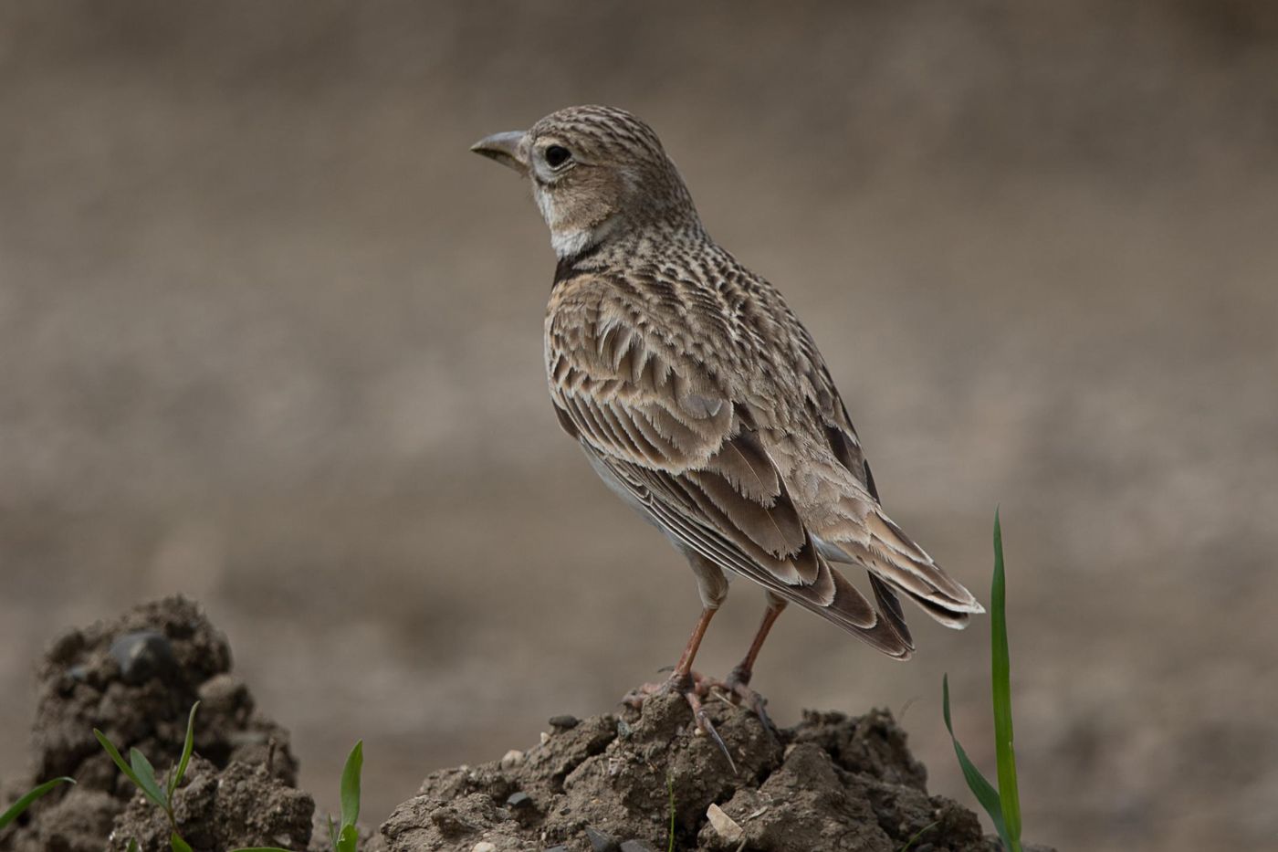 Kalanderleeuwerik © Jan Heip