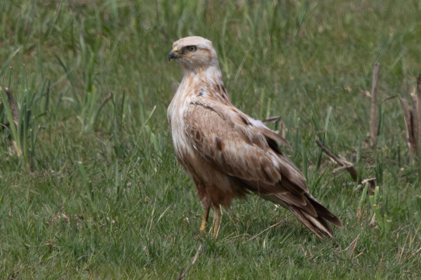 Arenbuizerd © Jan Heip