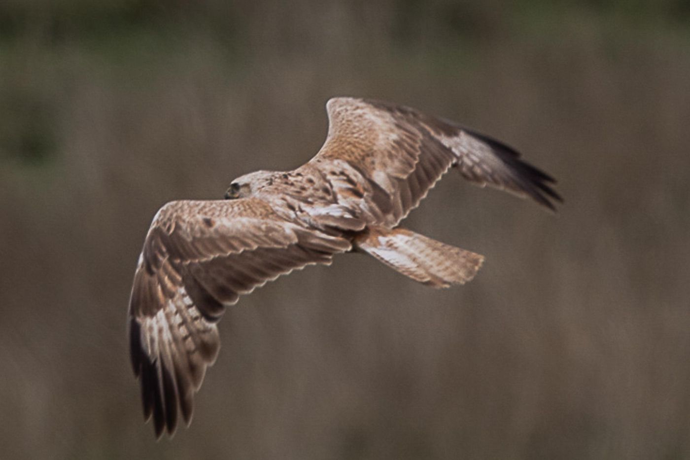 Vermoedelijk een arendbuizerd. © Jan Heip