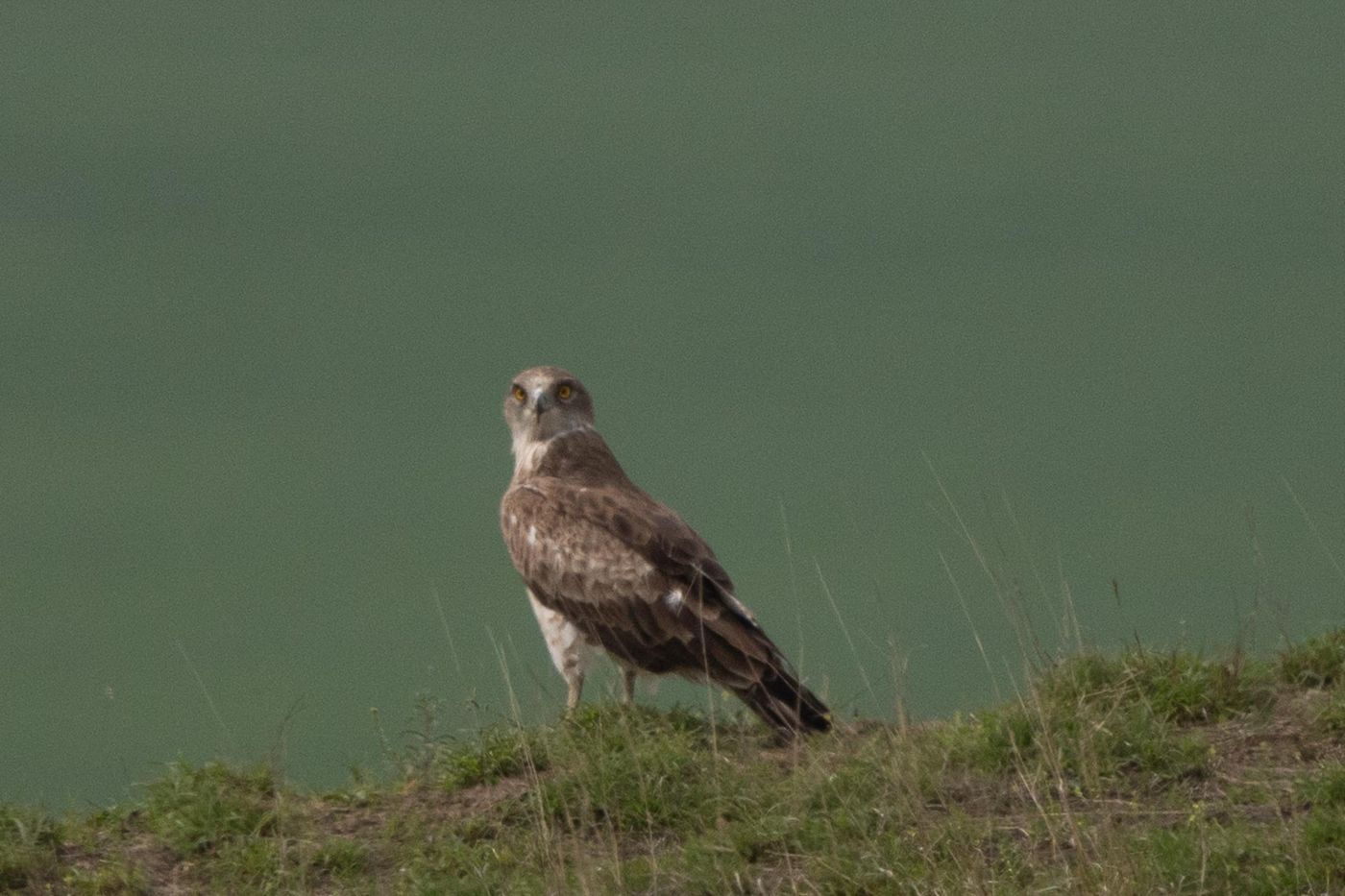 Slangenarend © Jan Heip