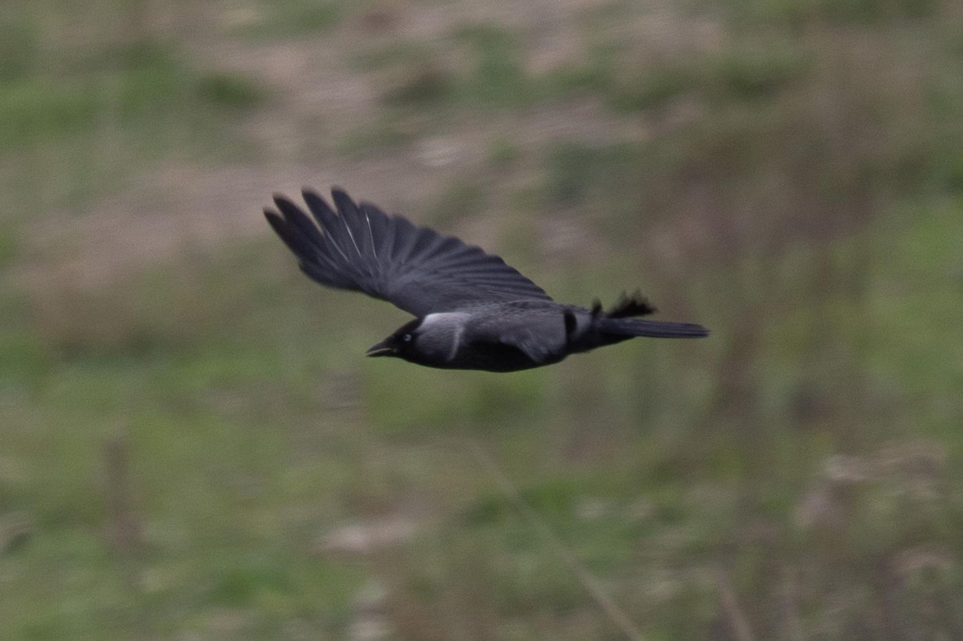 Russische kauw © Jan Heip