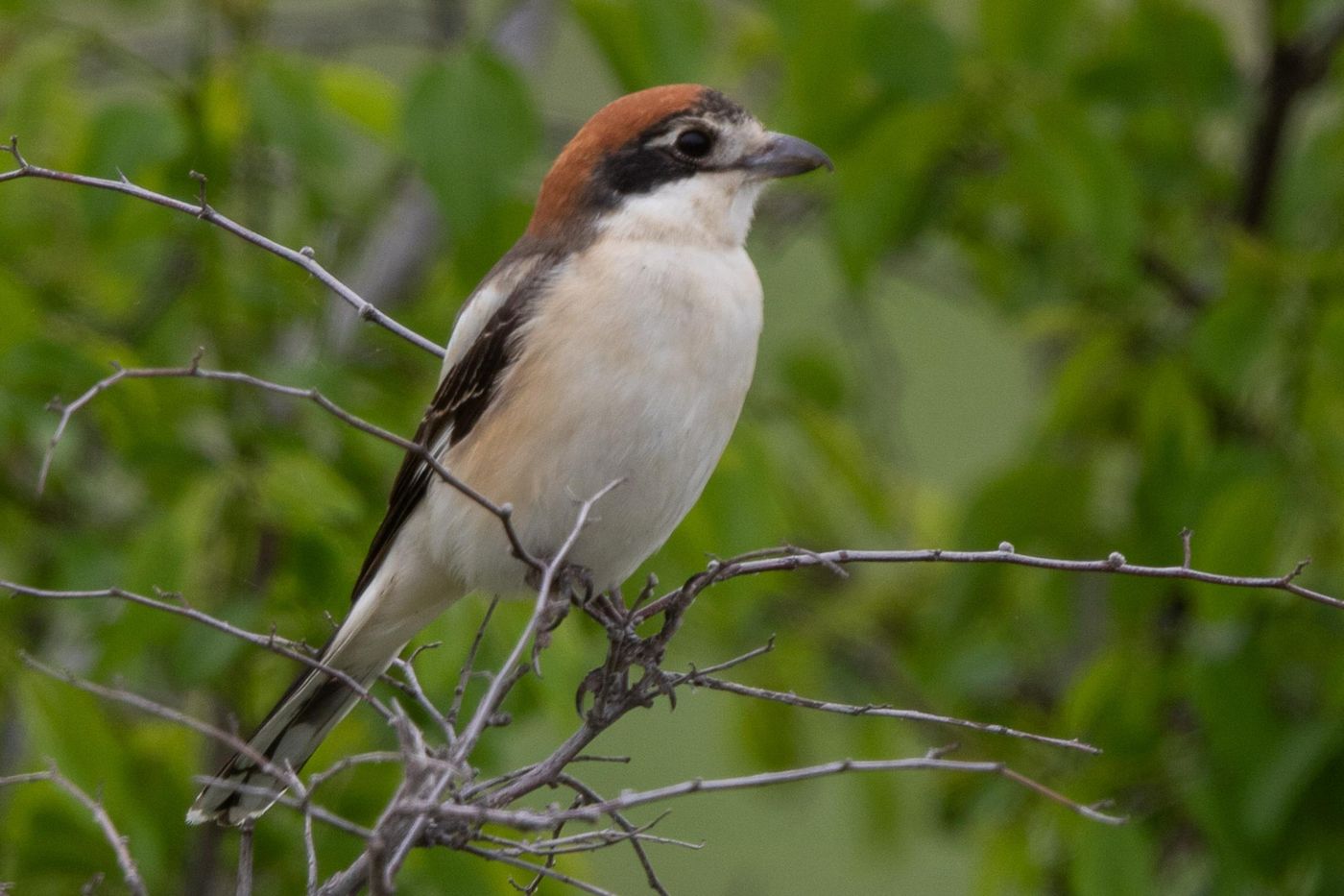Roodkopklauwier © Jan Heip