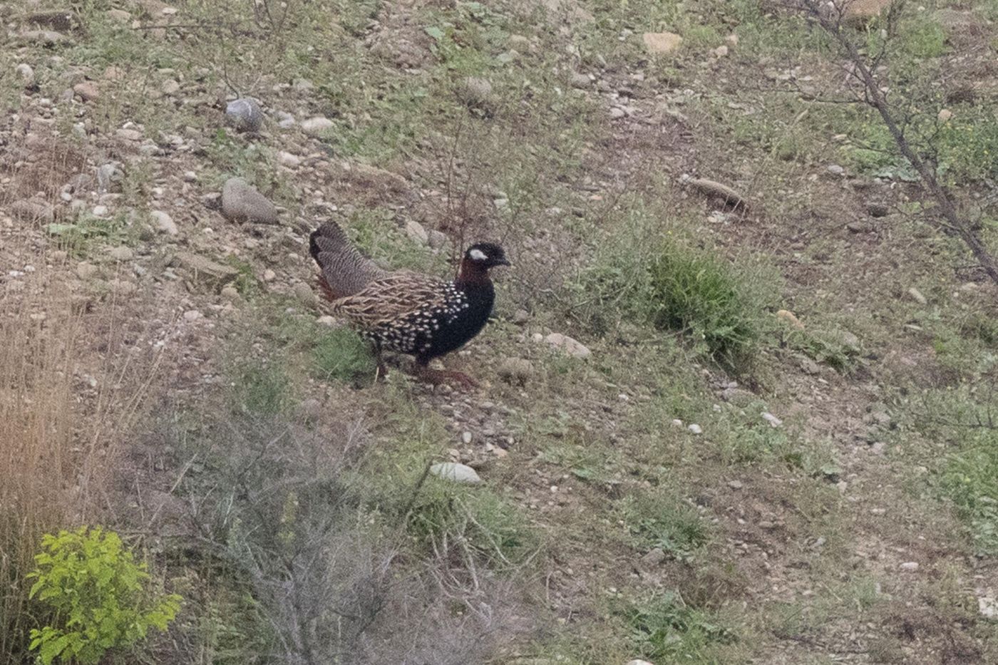 Zwarte frankolijn © Jan Heip