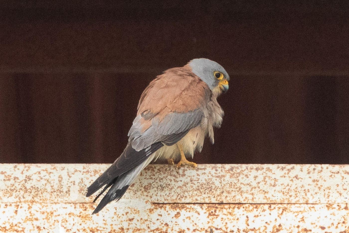 Mannetje kleine torenvalk © Jan Heip