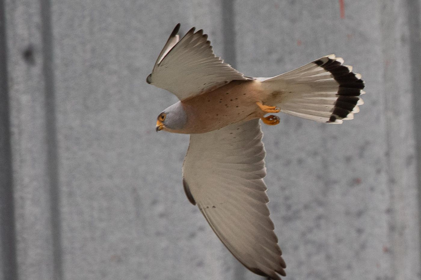 Mannetje kleine torenvalk © Jan Heip