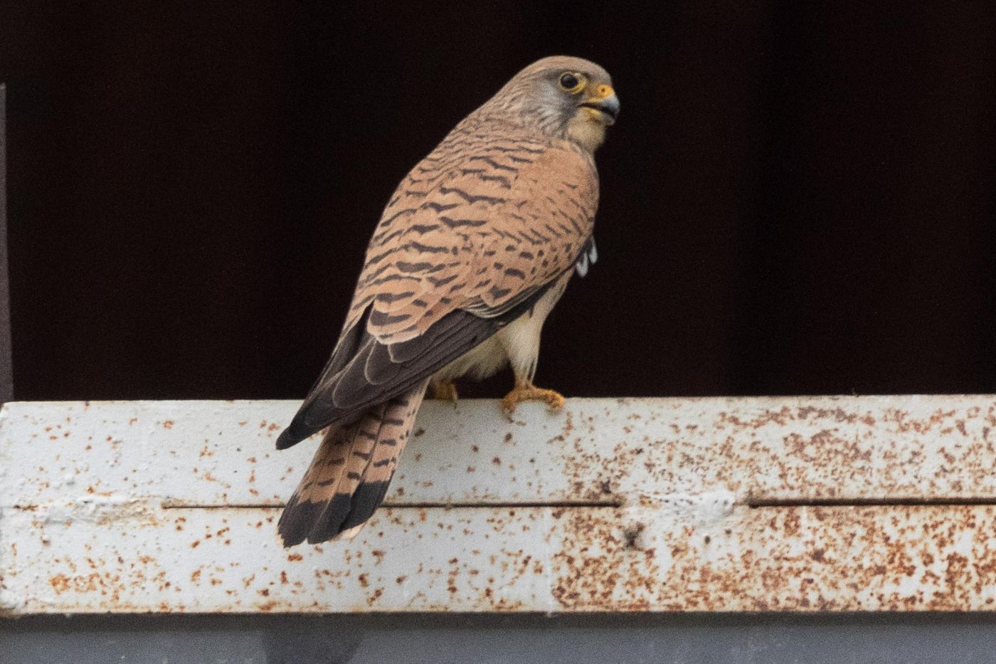 Vrouwtje kleine torenvalk, moeilijk te onderscheiden van vrouwtje torenvalk -  ze heeft ook witgele klauwen (diagnostisch). © Jan Heip