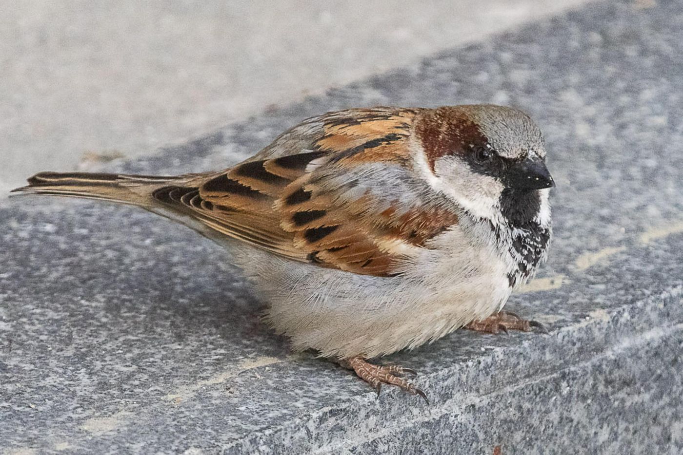 Er waren (nog) veel huismussen in de stad. © Jan Heip