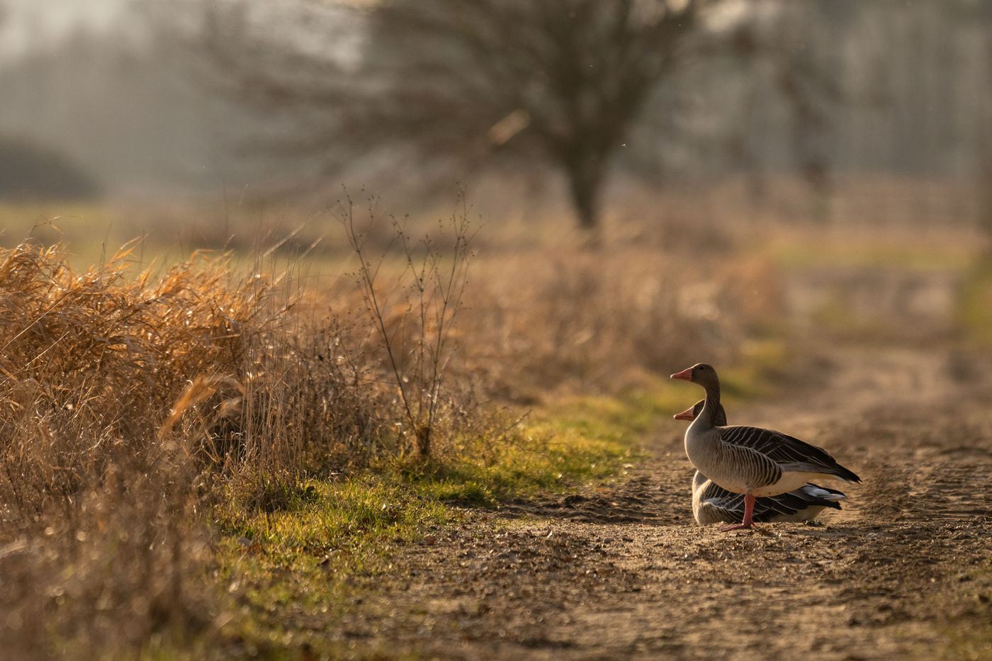 © Sandy Spaenhoven