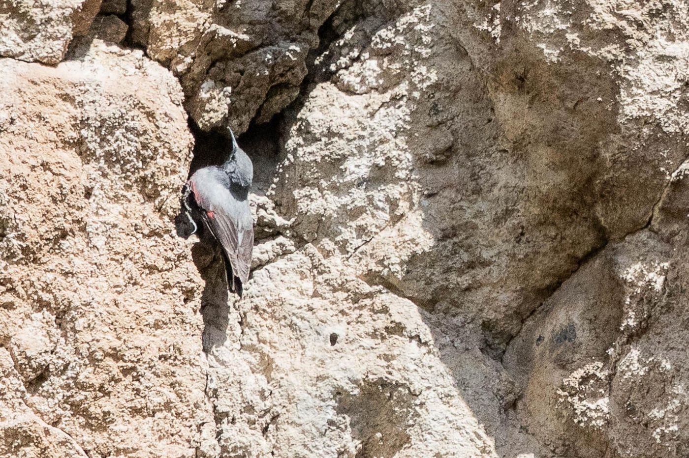 Rotskruiper © Jan Heip