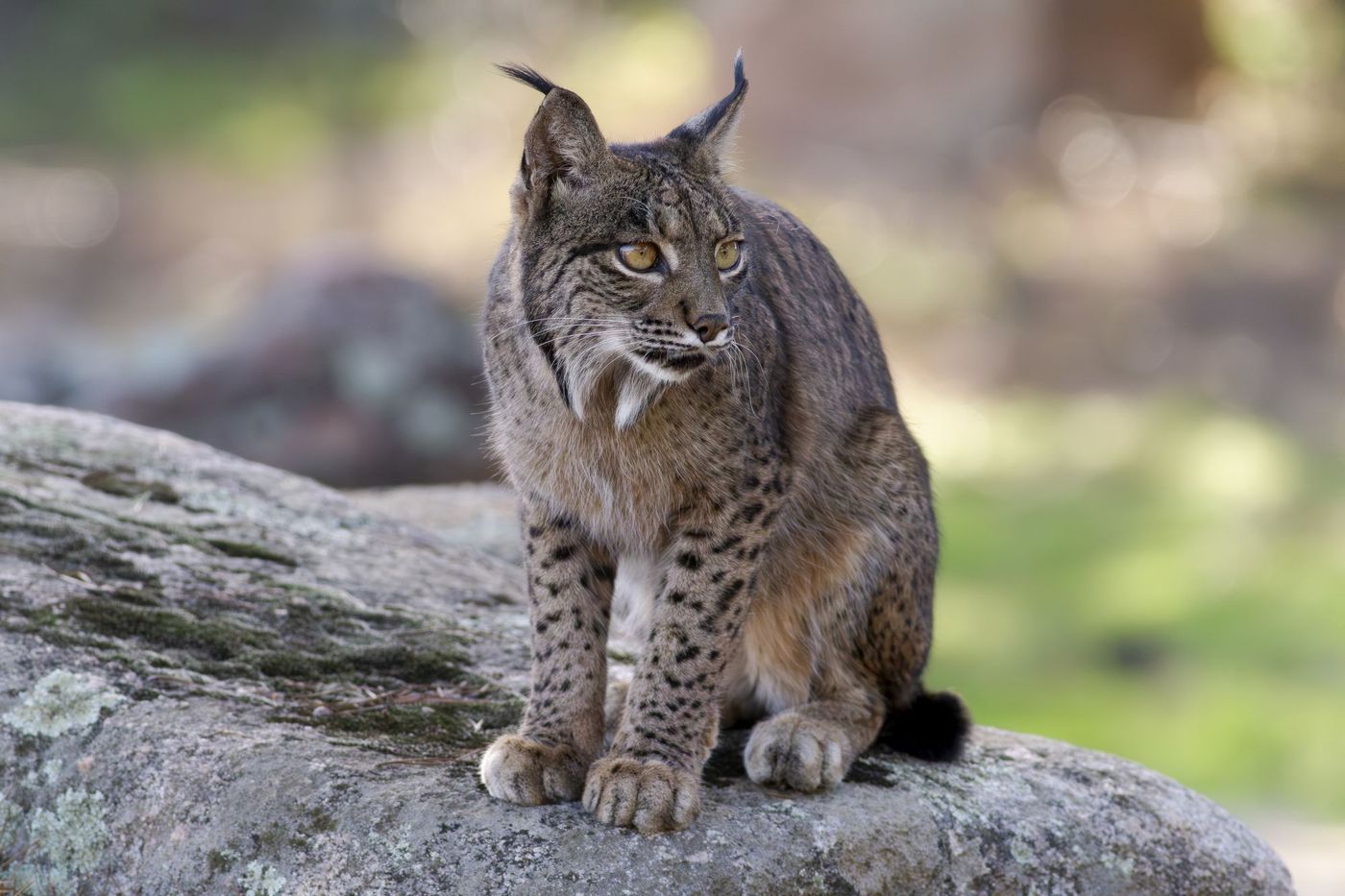 Iberische lynx