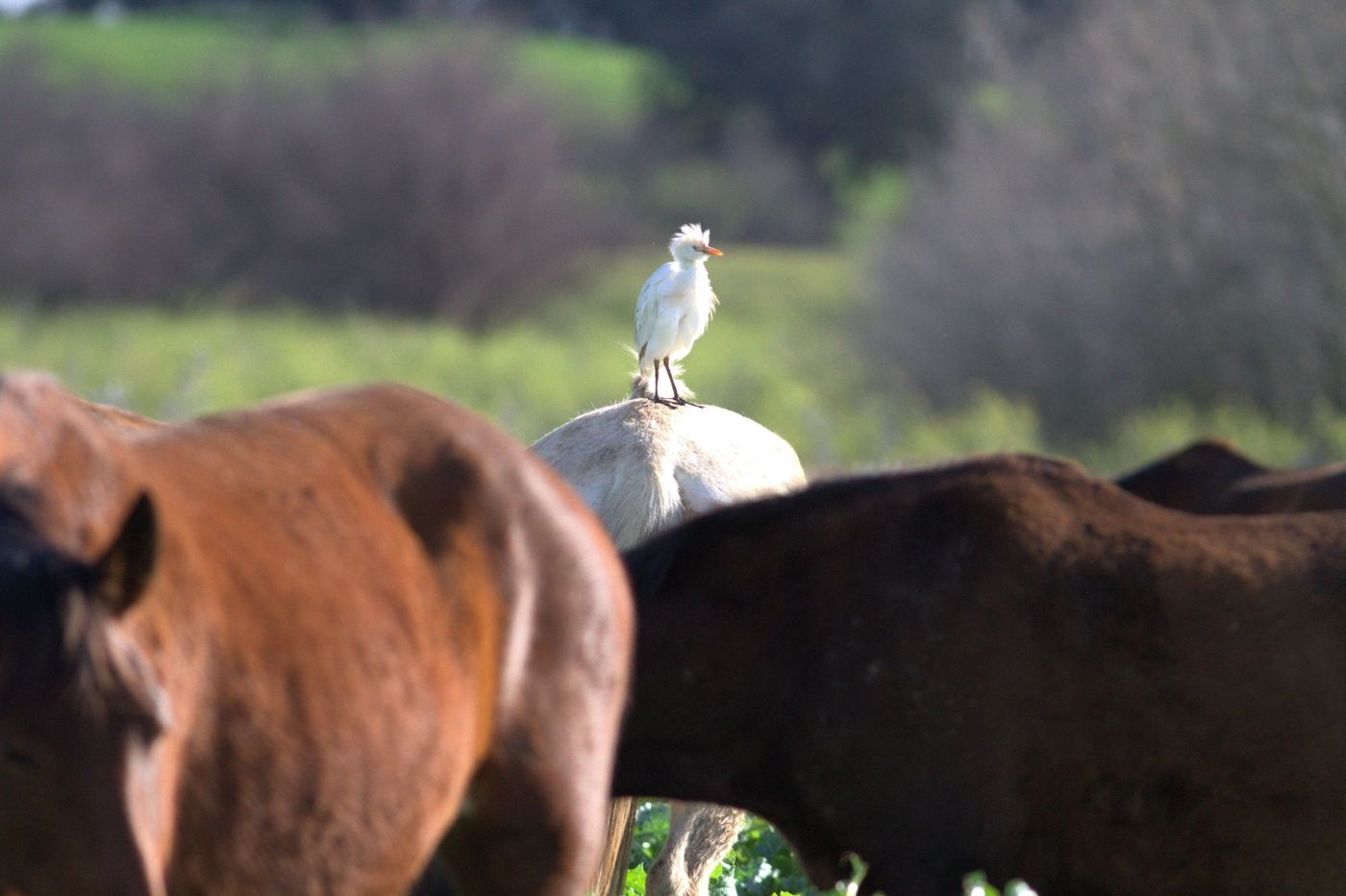 Koereiger