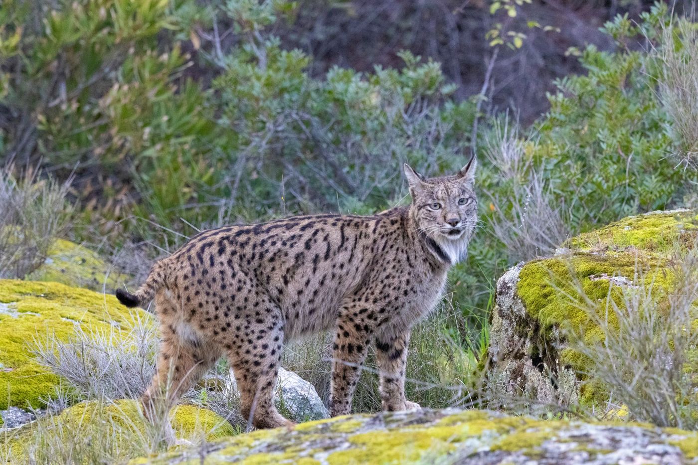 Iberische lynx