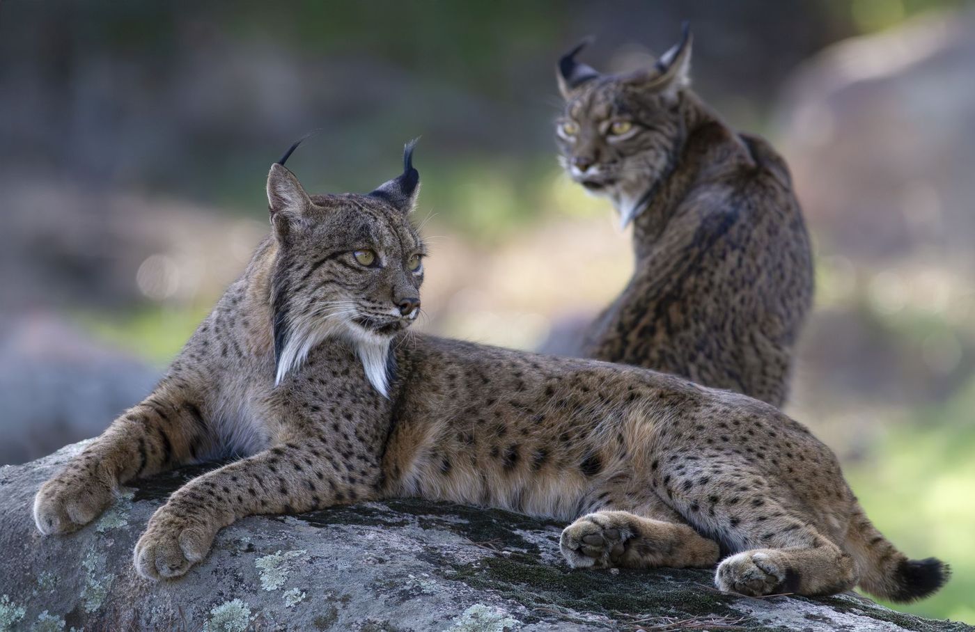 Iberische lynxen