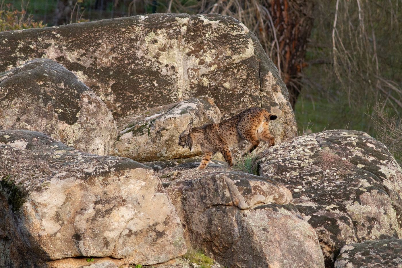 Iberische lynx