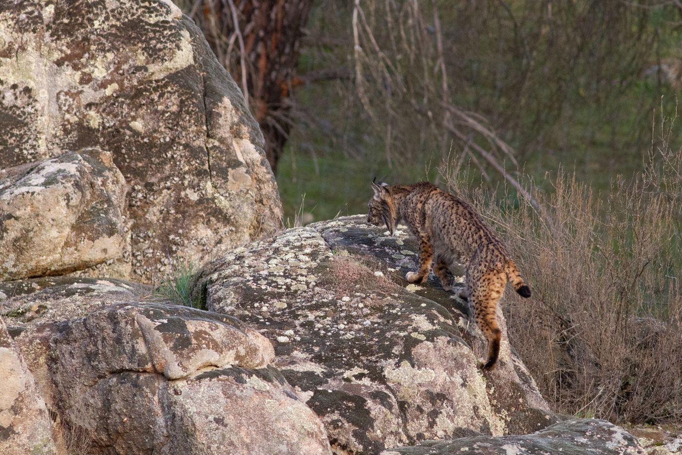 Iberische lynx