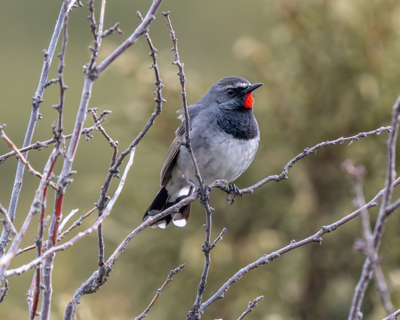 Himalayan rubythroat © Machiel Valkenburg