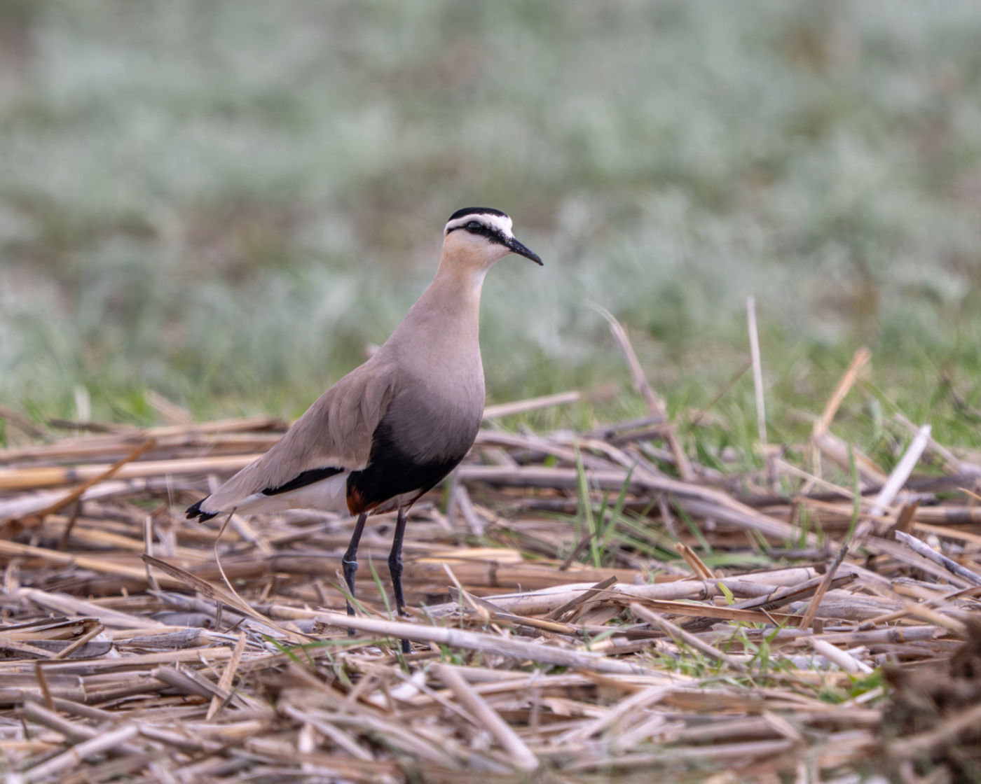Sociable lapwing © Machiel Valkenburg