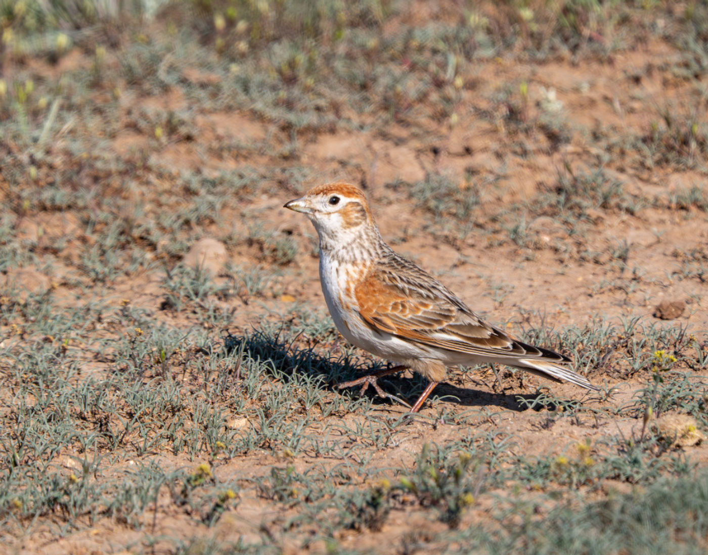 White-winged lark © Machiel Valkenburg