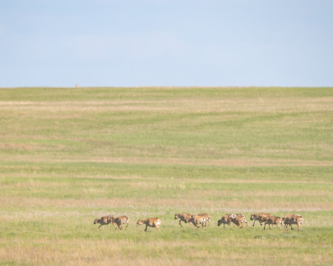 Saiga © Machiel Valkenburg