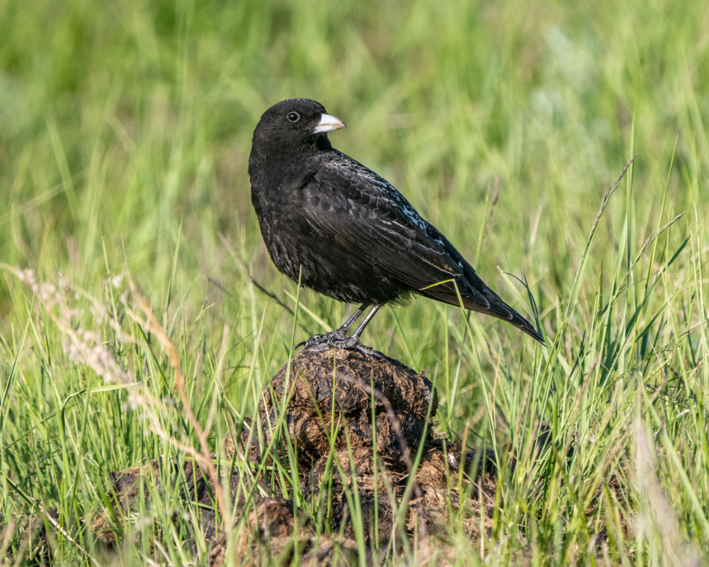 Black lark © Machiel Valkenburg