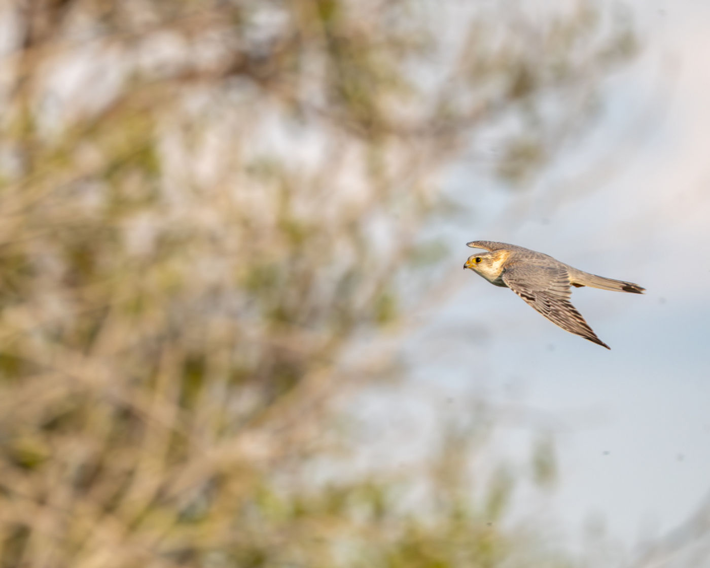 Merlin ssp pallidus © Machiel Valkenburg