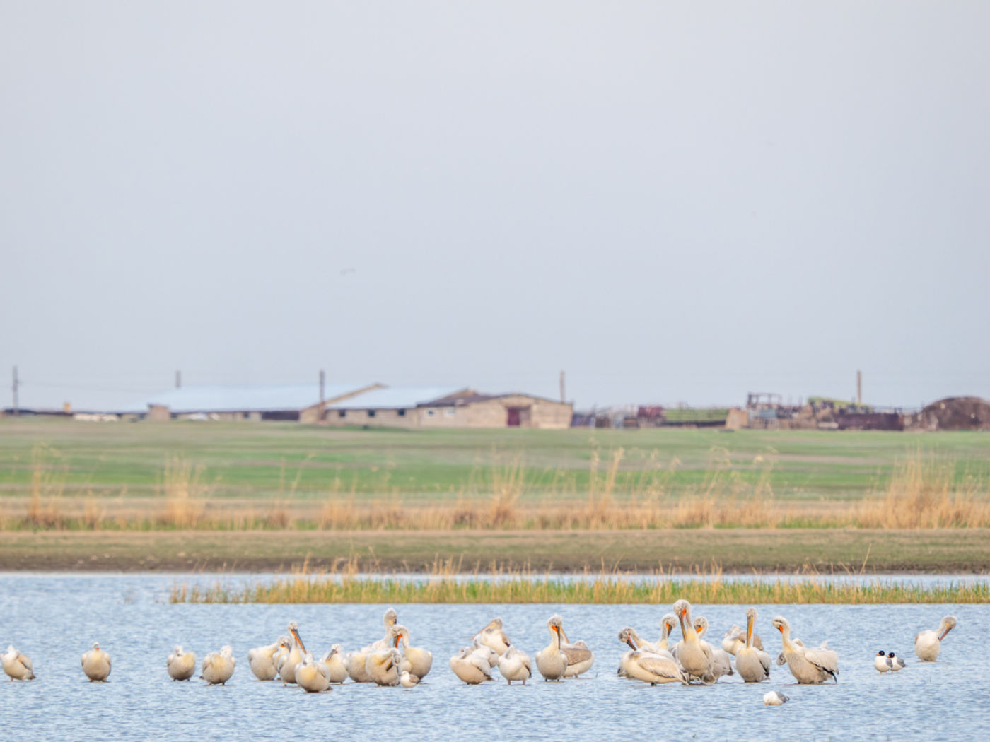 Dalmatian pelicans en pallas's gulls. © Machiel Valkenburg