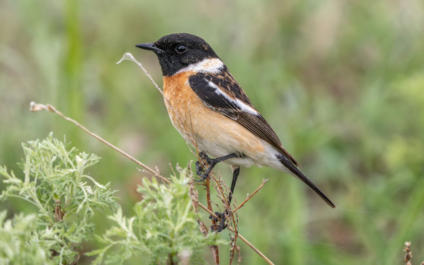 Siberian stonechat © Machiel Valkenburg