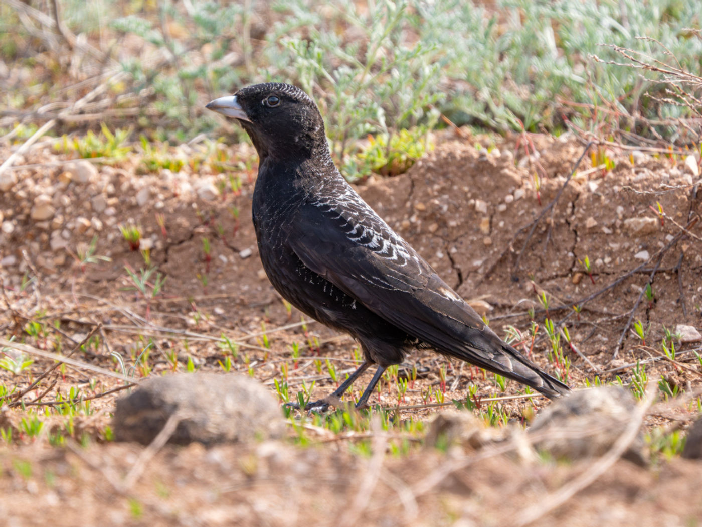 Black lark © Machiel Valkenburg