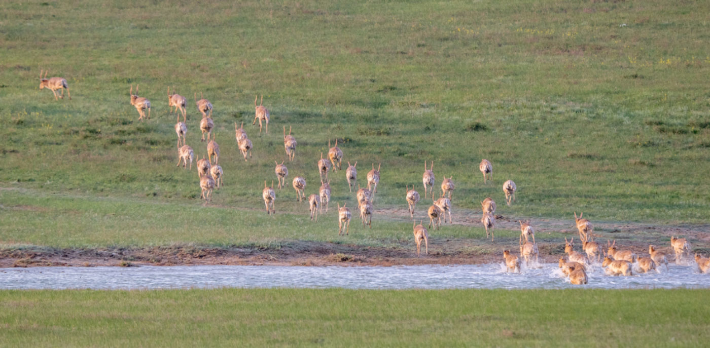 Saiga © Machiel Valkenburg