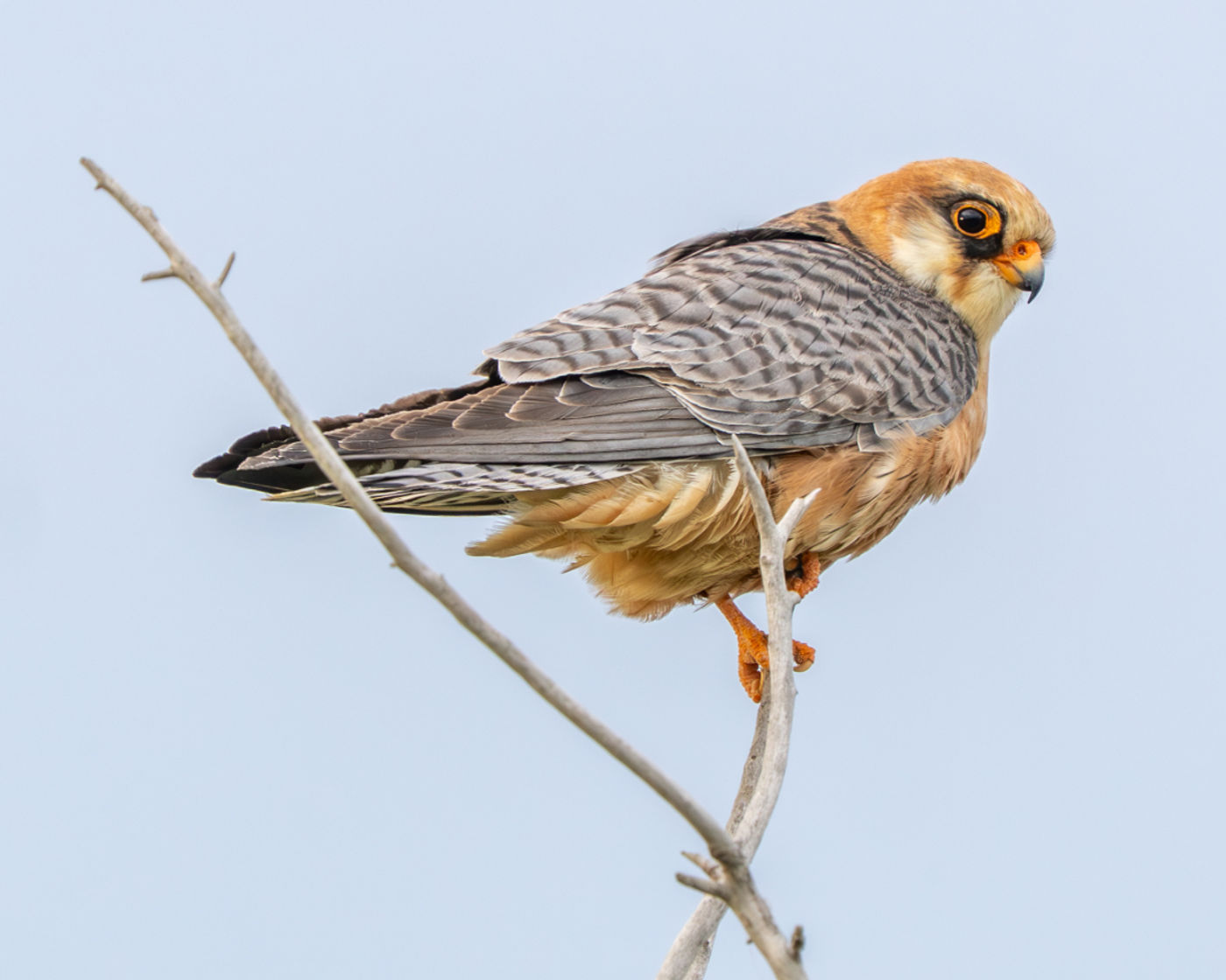 Red-footed falcon vrouwtje. © Machiel Valkenburg