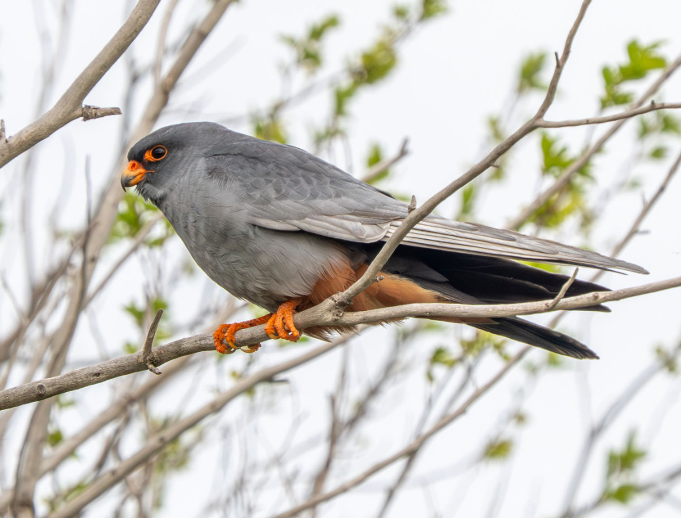 Red-footed falcon adult man. © Machiel Valkenburg