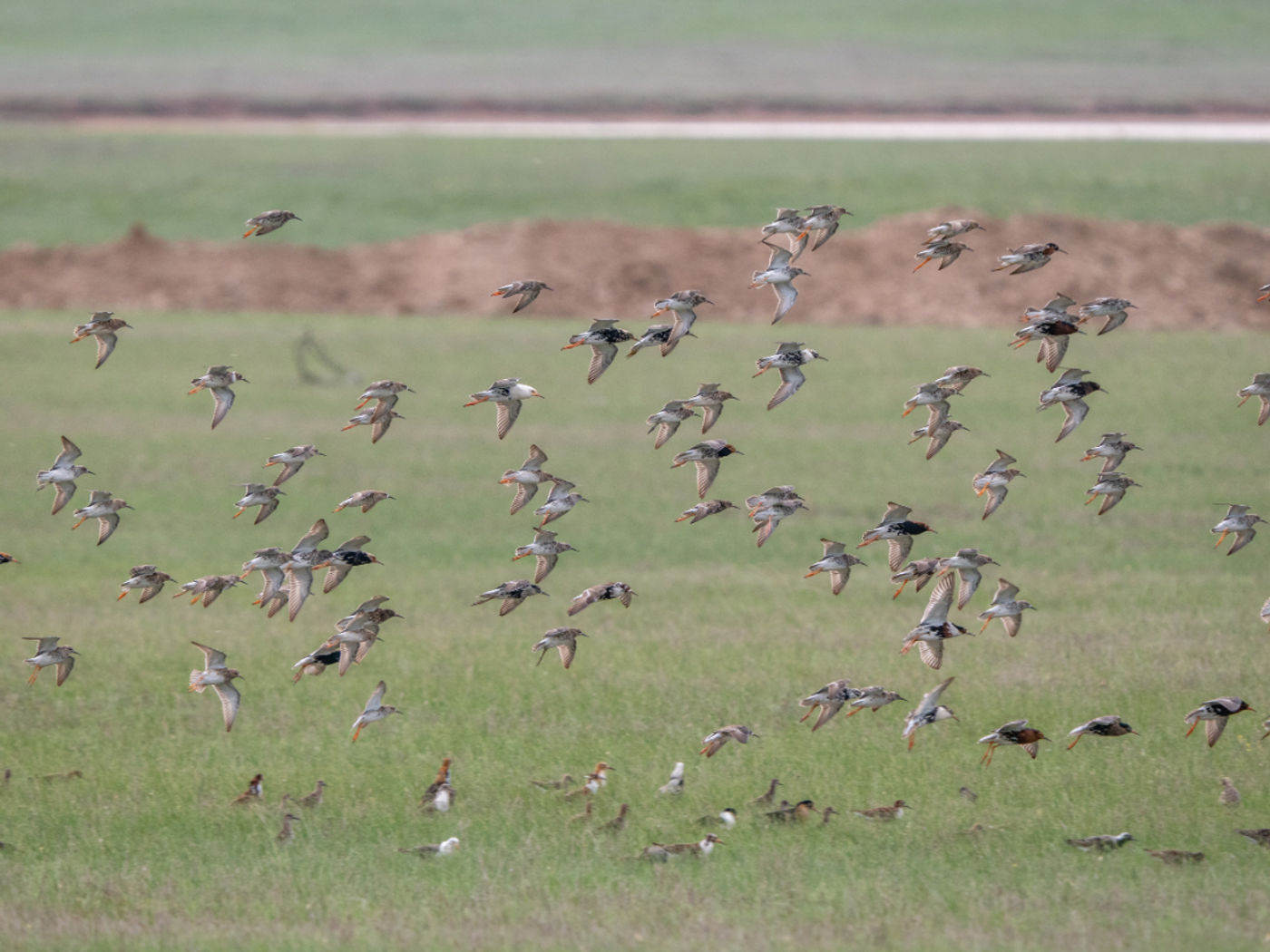 Ruffs © Machiel Valkenburg