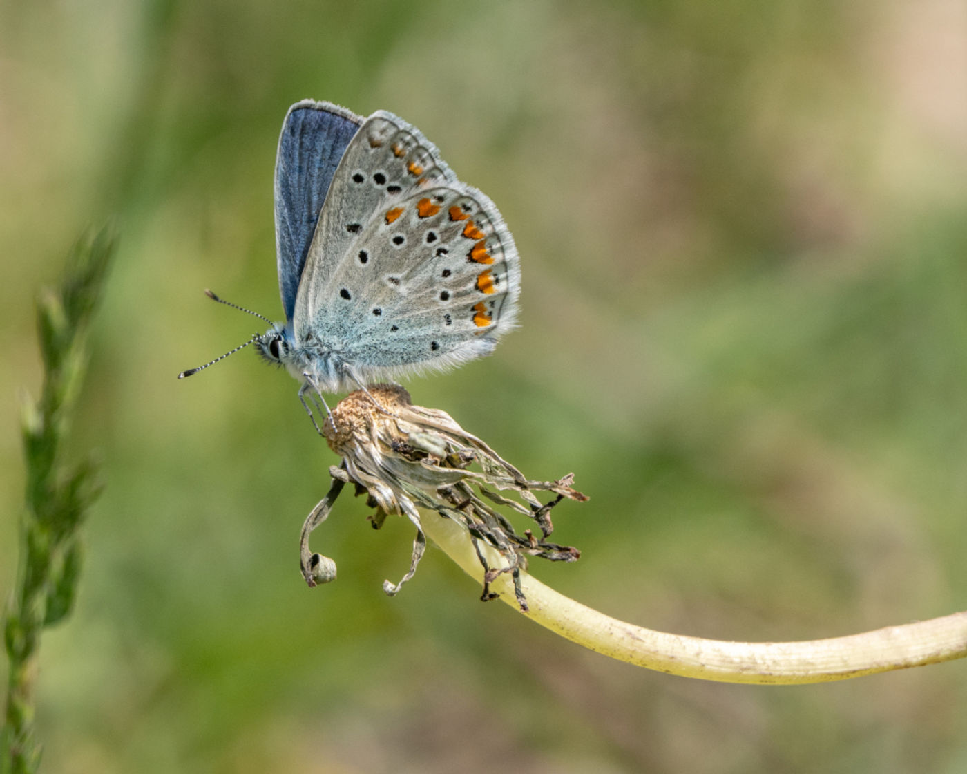 Icarusblauwtje © Machiel Valkenburg
