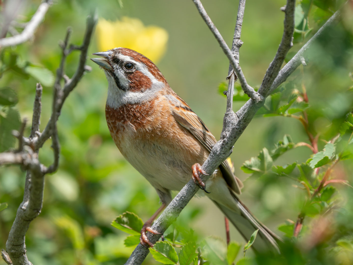 Meadow bunting © Machiel Valkenburg