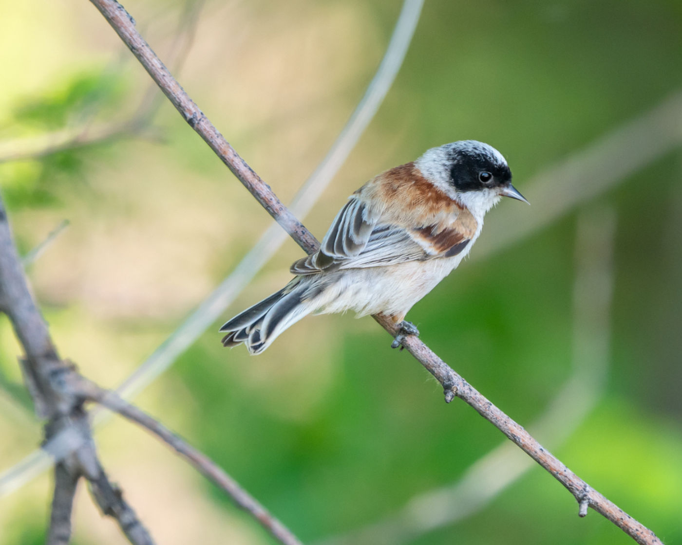White-crowned penduline tit © Machiel Valkenburg