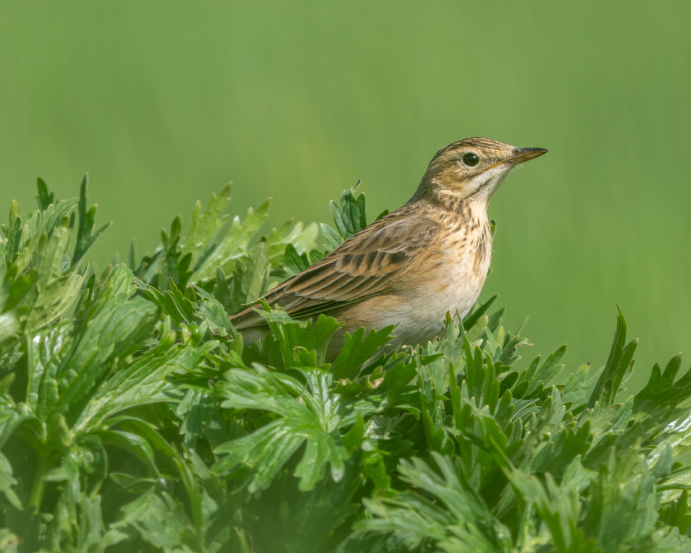 Richard's pipit © Machiel Valkenburg
