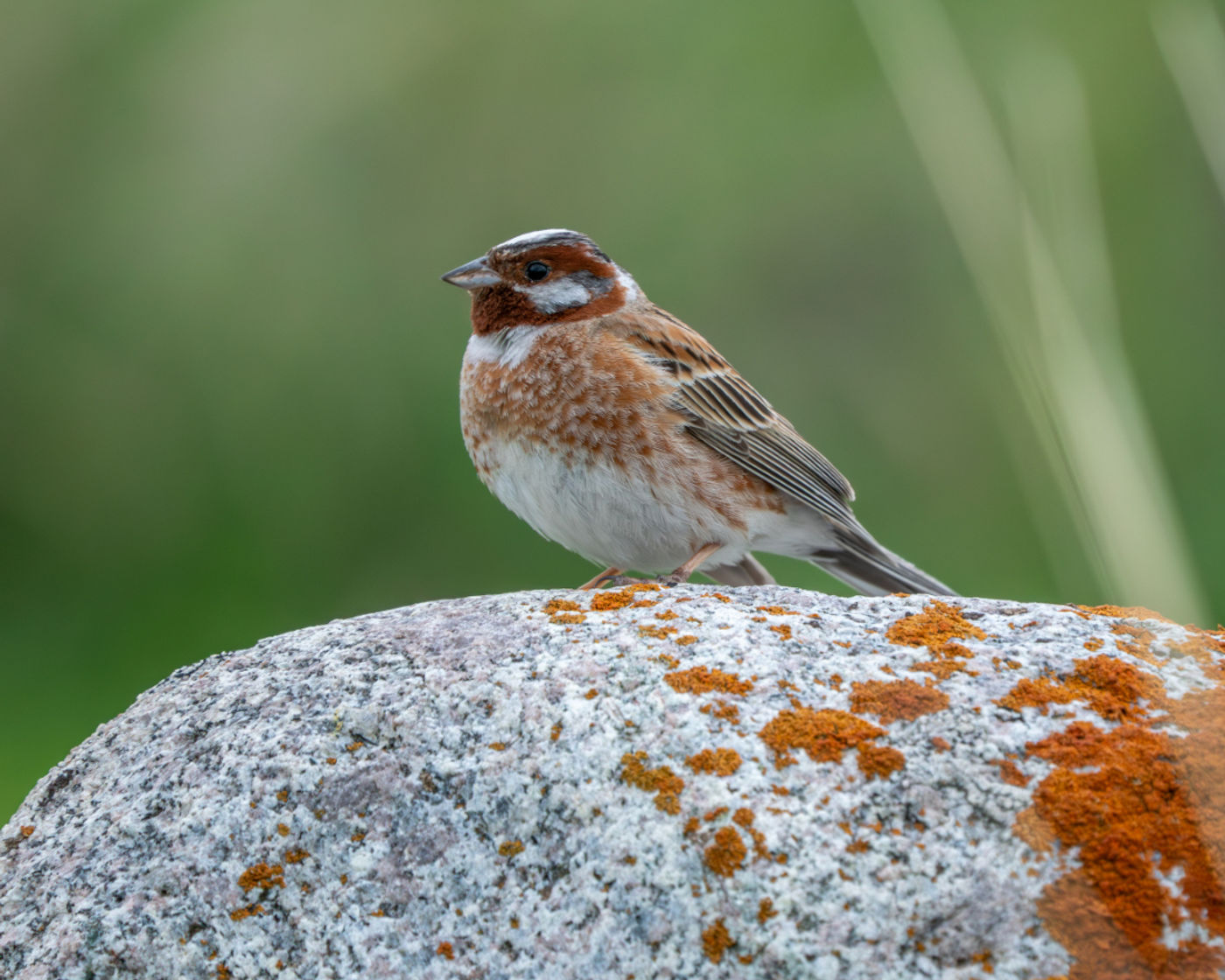 Meadow bunting © Machiel Valkenburg